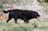 LABRADOR 812